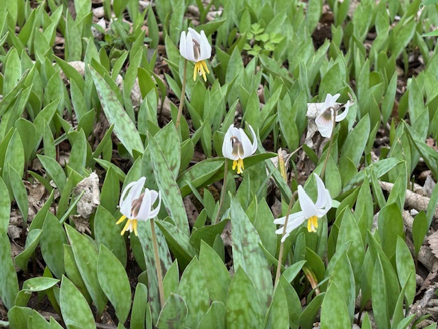 White wildflowers grow in a sea of their green leaves.